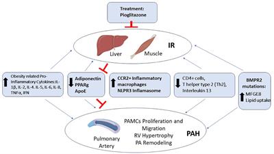 Pulmonary hypertension and insulin resistance: a mechanistic overview